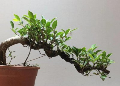 家里养金钱榕好吗 家里为什么不能养金钱榕