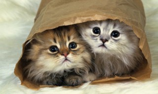 多久换一次猫砂 猫砂多长时间换一次