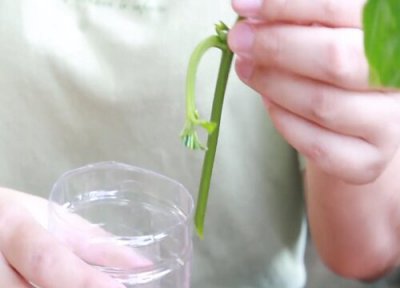 百香果扦插生根时间 百香果扦插多久生根