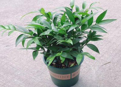 竹柏能放在卧室吗 摆放在卧室风水好不好