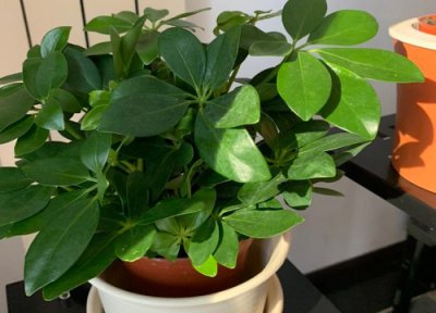 鸭掌木不发新芽怎么办 鸭掌木不冒新芽是怎么回事呢