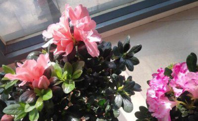 杜鹃花上有虫子怎么办 杜鹃花叶子被虫吃了怎么灭虫