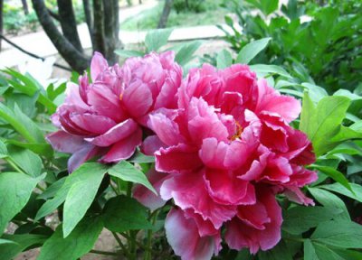 牡丹花什么季节开花 一般几月份开花