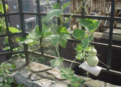 种的葫芦为什么不开花不结果 自己种葫芦没得到葫芦原因