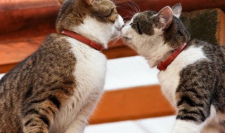 猫咪呕吐是怎么回事 猫咪呕吐是什么原因