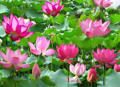 睡莲花语和寓意 睡莲的花语是什么