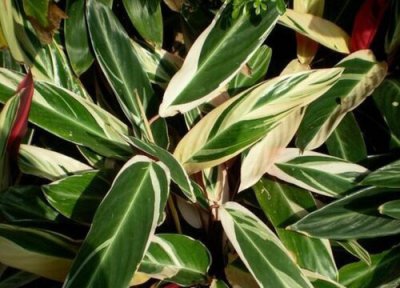 竹芋黄叶是怎么回事 叶子发黄卷曲解决方法 技巧