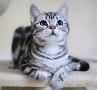 美短眼睛什么颜色的好看 纯种美短猫有哪些特征