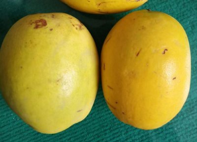 香的木瓜放卧室好不好 屋子里放观赏木瓜对身体有害吗