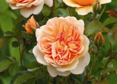 月季安德烈是藤本还是灌木 月季安德烈属于藤本还是灌木