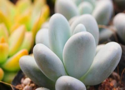 多肉植物夏天怎么养护出状态 多肉夏季怎么养殖能度夏