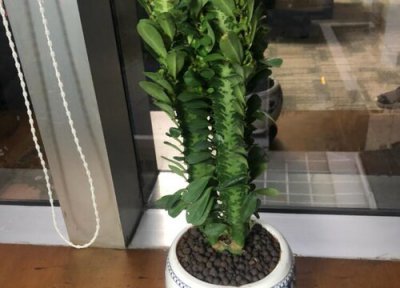 龙骨花价格 龙骨花多少钱一盆