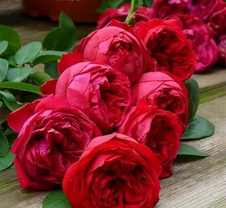 最好的月季品种排名图片 6款经典的月季花花量大开花美