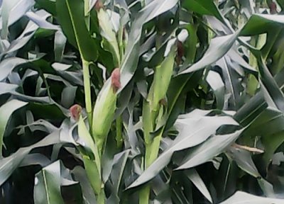 早上有露水能打玉米除草剂和叶面肥吗 打叶面肥最佳时机