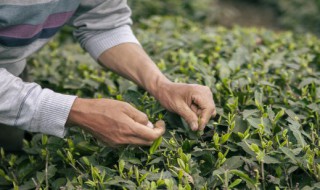 罗布麻茶的制作方法 罗布麻茶怎么制作