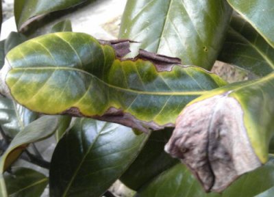 广玉兰常见病害 广玉兰病虫害防治技术与方法措施