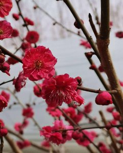 梅花十大稀有品种之首 名贵梅花品种排名大全及图片