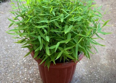 翠竹象征意义 翠竹象征着什么意义