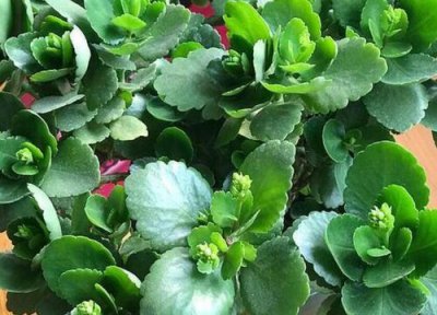 长寿花夏季浇水要浇透吗 夏季给长寿花浇水需要注意些什么