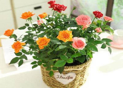 盆栽小玫瑰花怎么养 养殖方法与养护事项