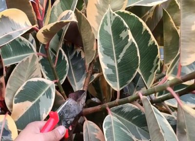 橡皮树什么时候剪枝最好比较合适 剪枝时间与月份