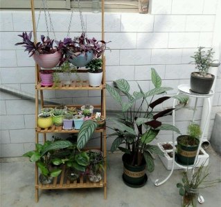 孔雀竹芋叶子卷边干枯是什么原因 卷边干枯叶子可以剪掉吗