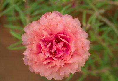 太阳花用什么肥料最好 太阳花施好肥才能长得快开花多又大