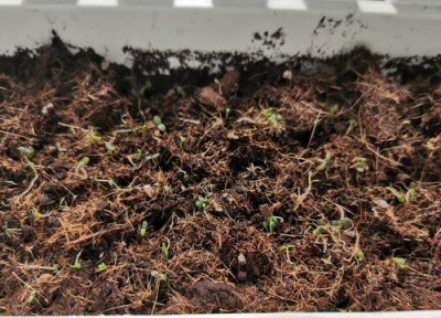 角堇种子播种时间 角堇种子什么时候播种最好