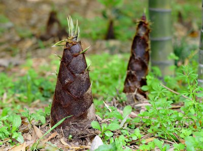 春笋和冬笋的区别在哪里 学会3招立马分辨冬笋和春笋