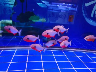 不用换水的鱼缸是什么 真的可以完全不给观赏鱼换水吗