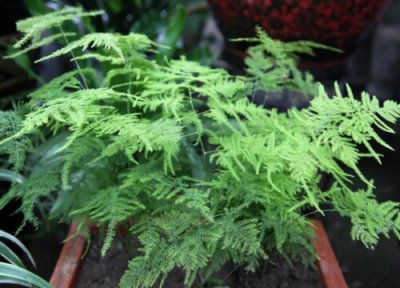 文竹怎样打顶 春季文竹如何正确的打顶