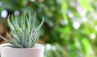 春节家里摆什么盆景好 过年适合在家里摆放着盆栽观赏植物