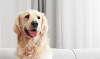 带狗去旅游注意什么饮食 带狗去旅游注意哪些饮食