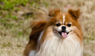 狗狗吃多了面包会怎样 狗狗吃多了面包好吗