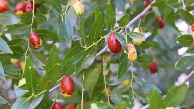 枣树嫁接时间几月份最适合 枣树嫁接时间和方法详解