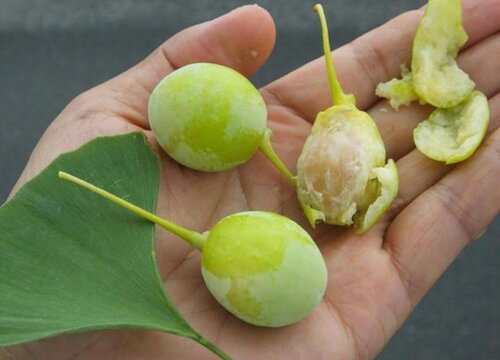 白果树的果实能吃吗
