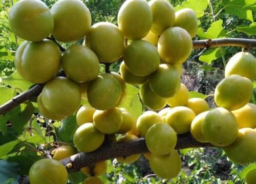 白果树的果实能吃吗