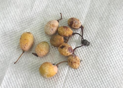 白果树的果实能吃吗