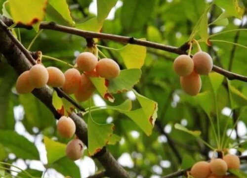 白果树的果实能吃吗