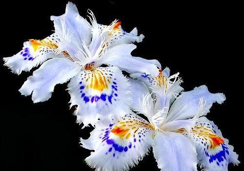 法国的国花是什么花图片