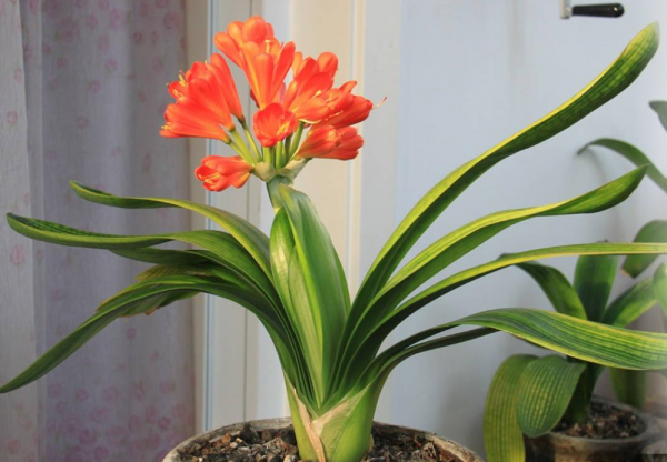 君子兰开花施什么肥最好