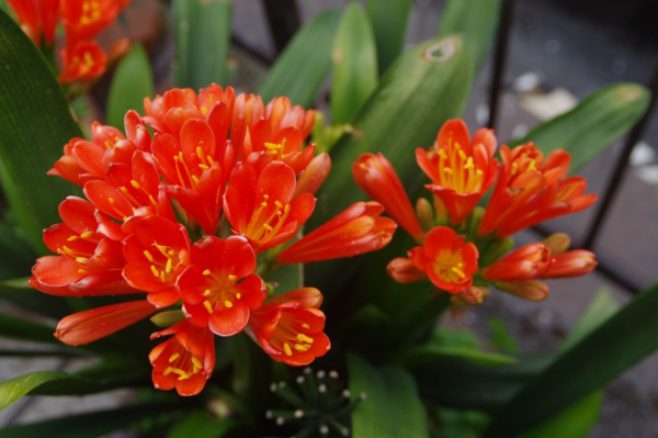 君子兰开花施什么肥最好