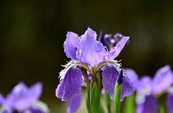 法国的国花是什么花图片