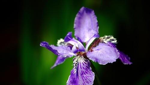 法国的国花是什么花图片