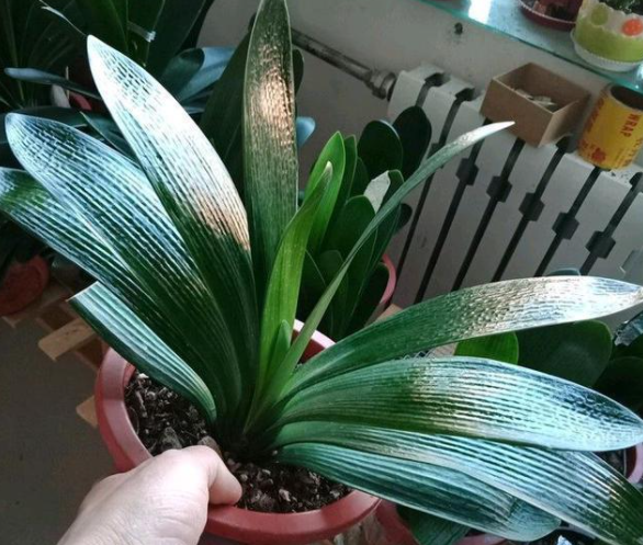 君子兰开花施什么肥最好