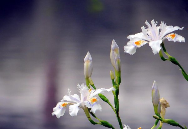 法国的国花是什么花图片