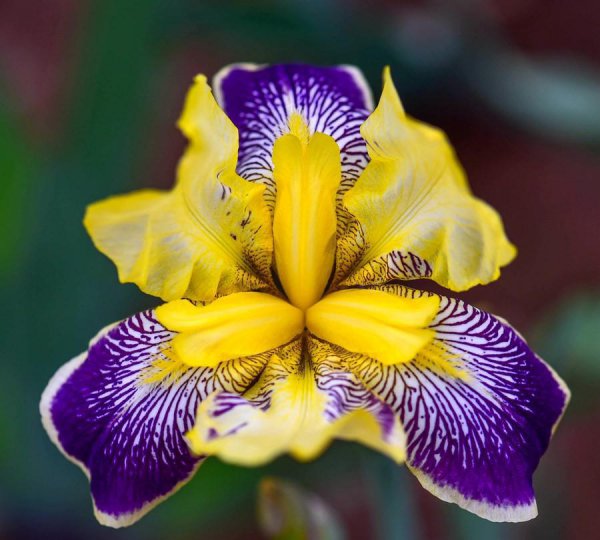 法国的国花是什么花图片