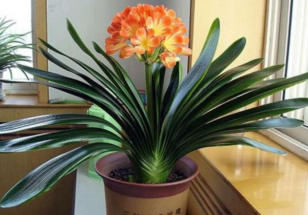 君子兰开花施什么肥最好