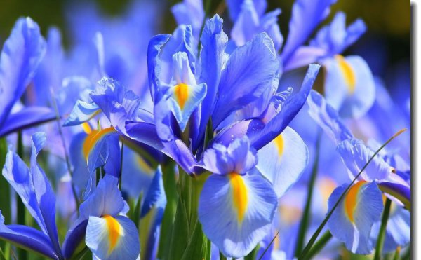 法国的国花是什么花图片