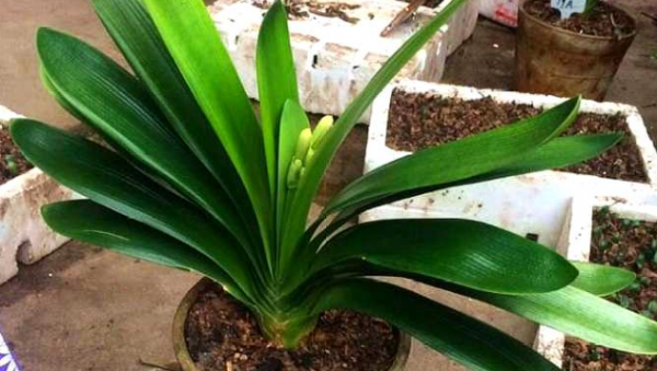 君子兰开花施什么肥最好